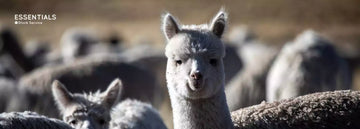 Baby Alpaca y la Tendencia del Lujo Sostenible que Transforma la Industria Textil