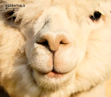 Alpaca Superfine: La mejor alternativa a la Baby Alpaca