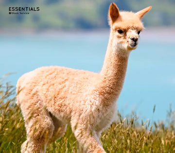 Royal Alpaca: La fibra premium de alpaca y sus ventajas en moda y diseño